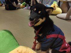 -逗柴咖啡屋·狗咖猫咖宠物桌游