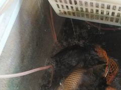 -金三可市井水煮鱼(金碧园店)