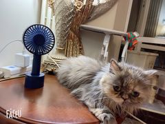 -喵百万·布偶·蓝金金渐层英短·猫舍(百子湾店)