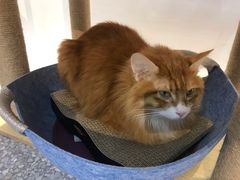 -绒爪撸猫下午茶·猫咖