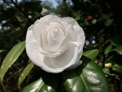 -中国科学院华南植物园