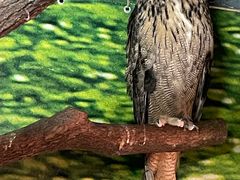 -上海大自然野生昆虫馆