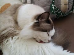 -猫在这儿猫咪咖啡馆·撸猫馆