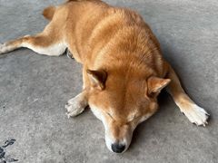 -柴犬高等学院·狗咖·柴犬售卖·宠物训练