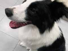 -宠福鑫康馨动物医院·骨科·眼科