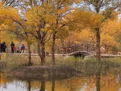 -金塔沙漠胡杨林景区