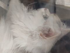 -安安宠医宠物医院·异宠·犬猫内科(岳阳分院)