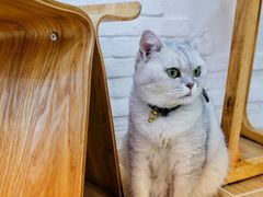 -李小姐の猫咖啡馆(五角场店)