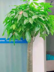 -联合丽格·张菡丽格医疗美容