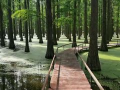-渌洋湖湿地公园