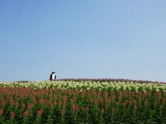 -径山花海