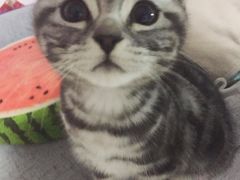 -康乐宝动物医院