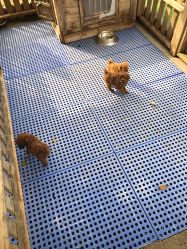 -萌宠亲子动物乐园(槐房万达店)