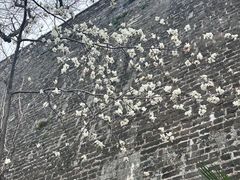 -九华山公园
