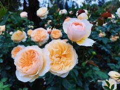 -人民公园(罗湖区)