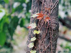 -深圳市中科院仙湖植物园