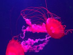 -西安曲江海洋极地公园