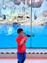 -爱丽丝奇幻乐园