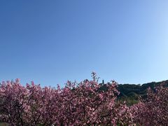 -苏州上方山国家森林公园
