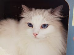 -瞄一喵猫咖(格力海岸店)