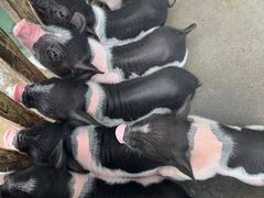 -广州长隆飞鸟乐园