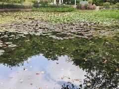 -深圳龙潭公园