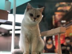 -猫小院猫主题餐厅(三里屯店)