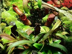 -国家植物园南园