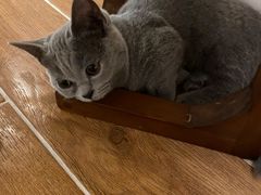 -猫友咖啡店(玉林西路店)