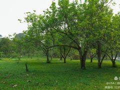 -西双版纳原始森林公园