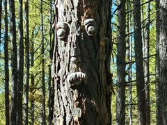 -莫尔道嘎国家森林公园