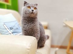 -藏猫猫咖啡主题馆(中央大道店)