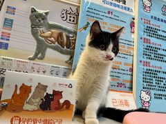-御宝贝·A梦猫科宠物医院(国际猫友好医院)