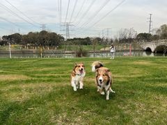 -九里河湿地公园