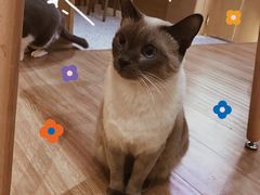 -滚猫咖啡·猫咖·猫友好撸猫(未来城店)