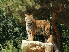-北京野生动物园