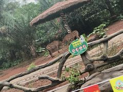-海南热带野生动植物园