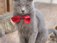 -喵屿·大理花园猫咖