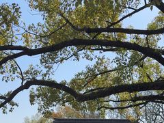 -西湖外事游船(花港观鱼码头)