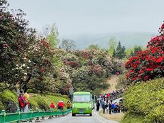 -贵州百里杜鹃风景名胜区