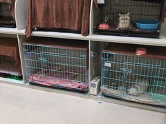 -瑞鹏宠物医院·骨科·猫科·内科(第一中心)