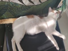 -平行世界·猫咖(首经贸店)