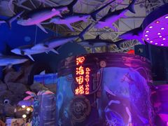 -烟台海昌鲸鲨海洋公园