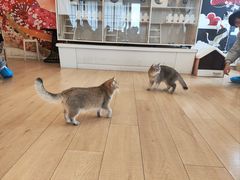 -Let's go狗咖·猫咖·奶狗·桌游(春熙路IFS店)