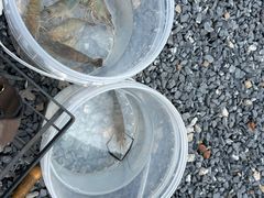 -DGE季风钓虾营地·团建·聚会