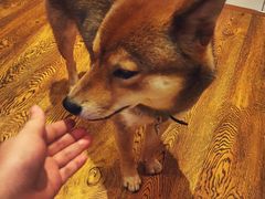 -柴务处·柴犬主题狗咖