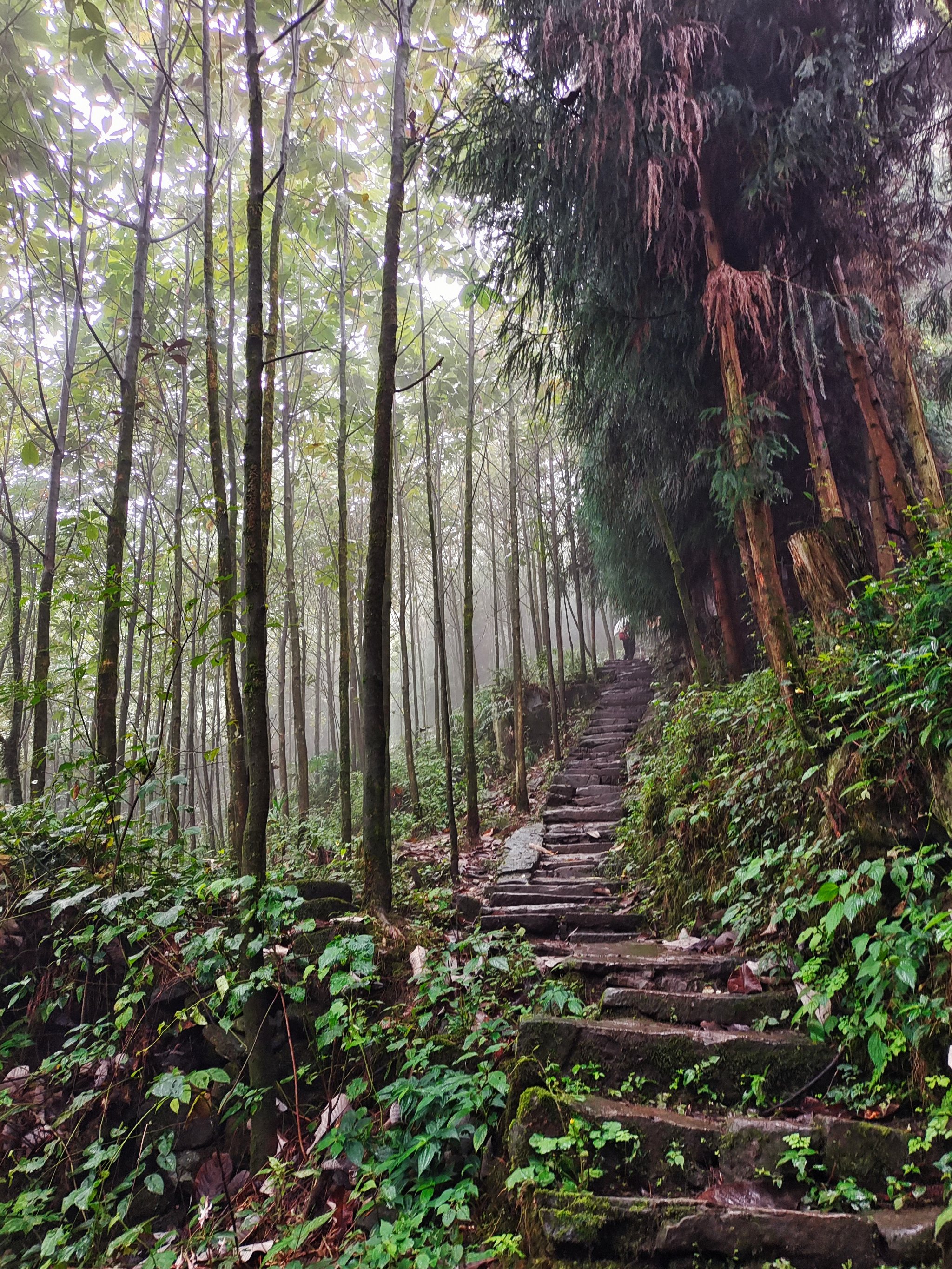 大邑雾中山徒步图片