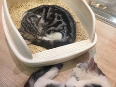 -BABIT巴比特宠物(MOMOPARK店)