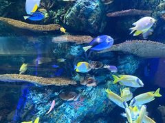 -上海海洋水族馆