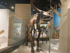 -国家自然博物馆